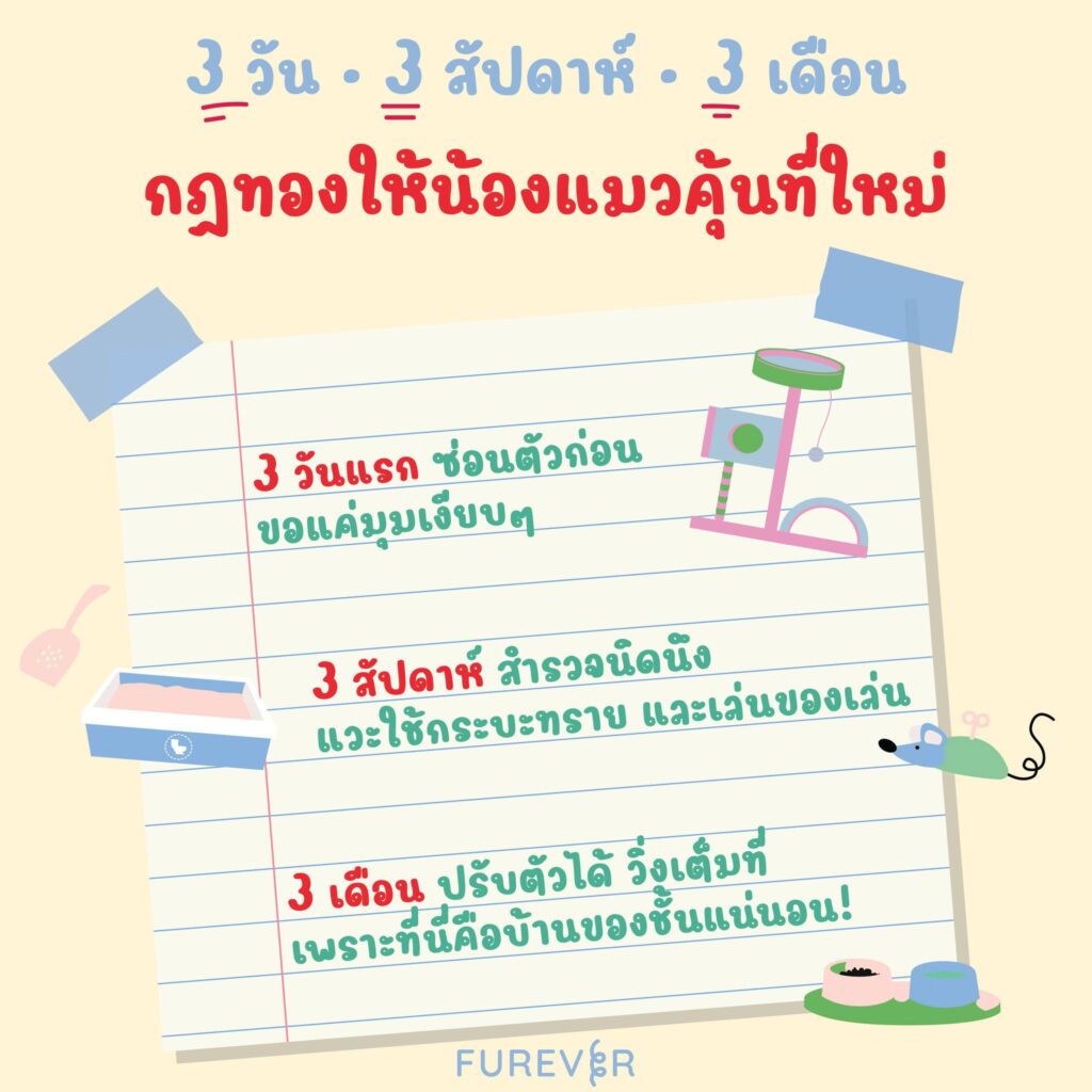 พาน้องแมวเข้าบ้านใหม่ ต้องใช้ "Rule of Three"