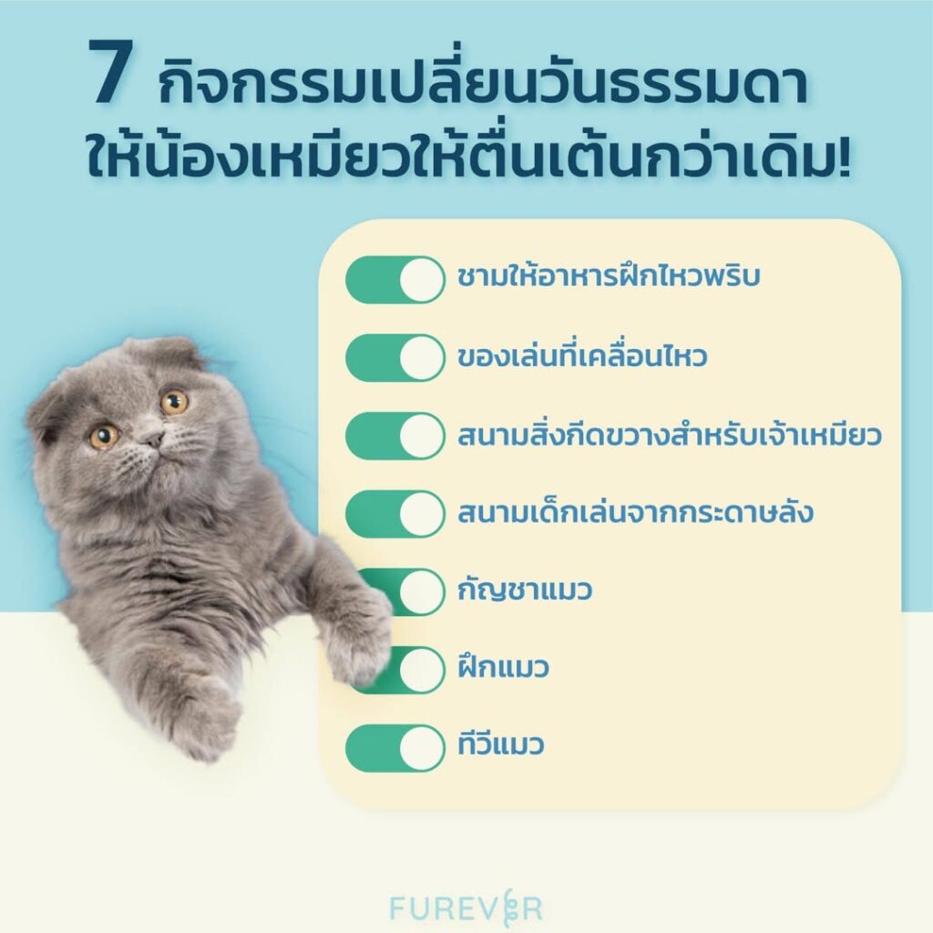 7 cat activities