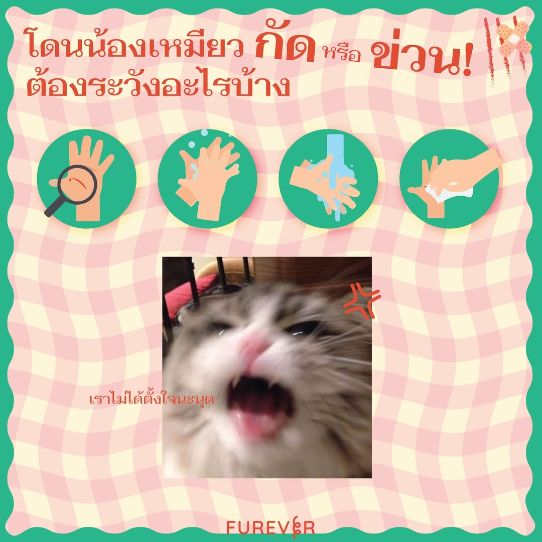 blog-cat-bite
