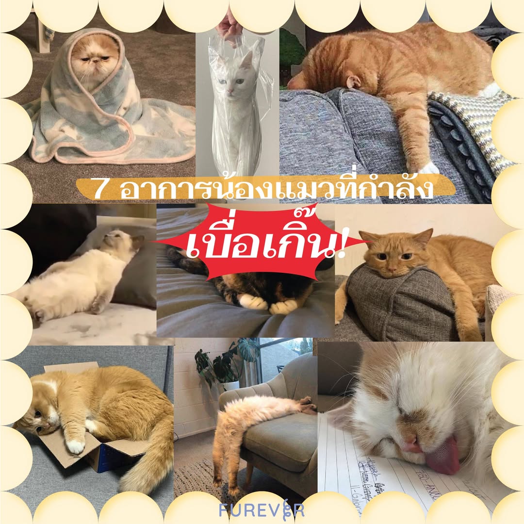 blog-cat-bored
