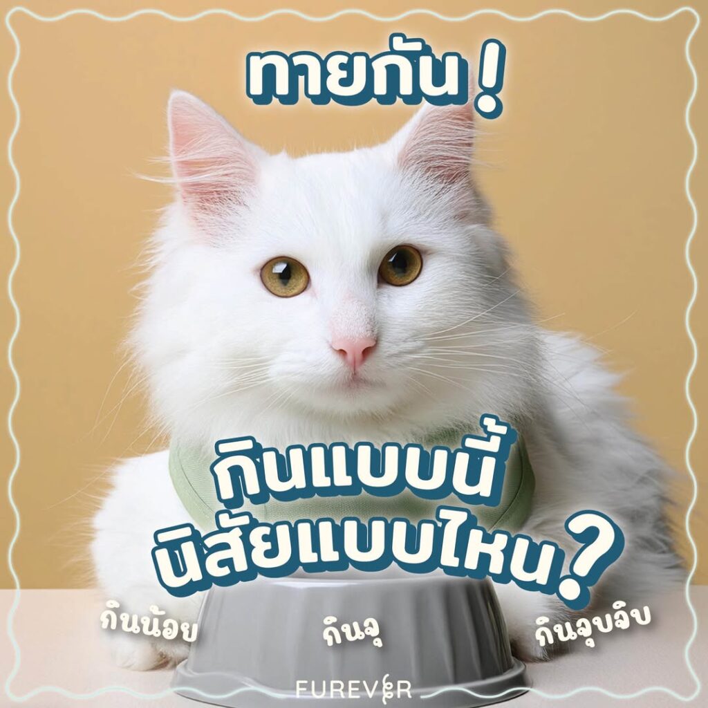 blog-cat-eating-behavior