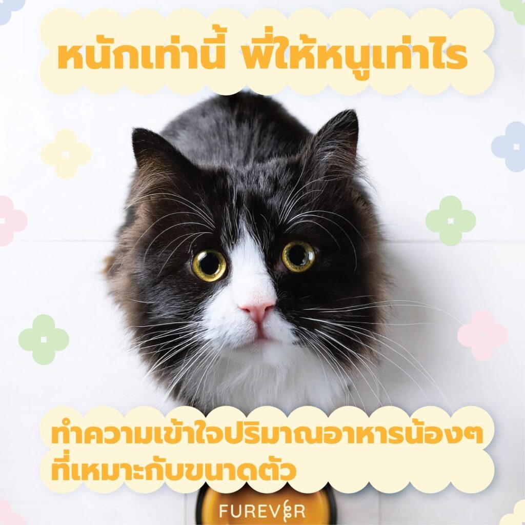 blog-cat-feeding-size