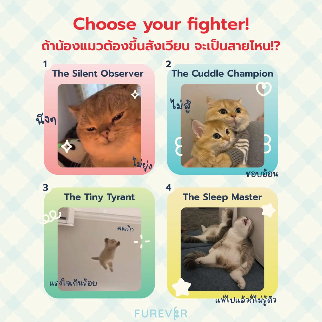 blog-cat-fighter-type