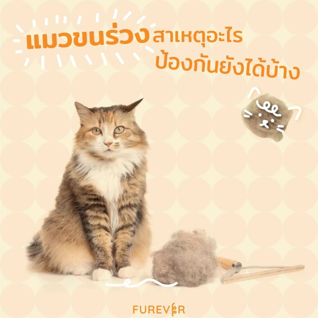 blog-cat-fur-loss