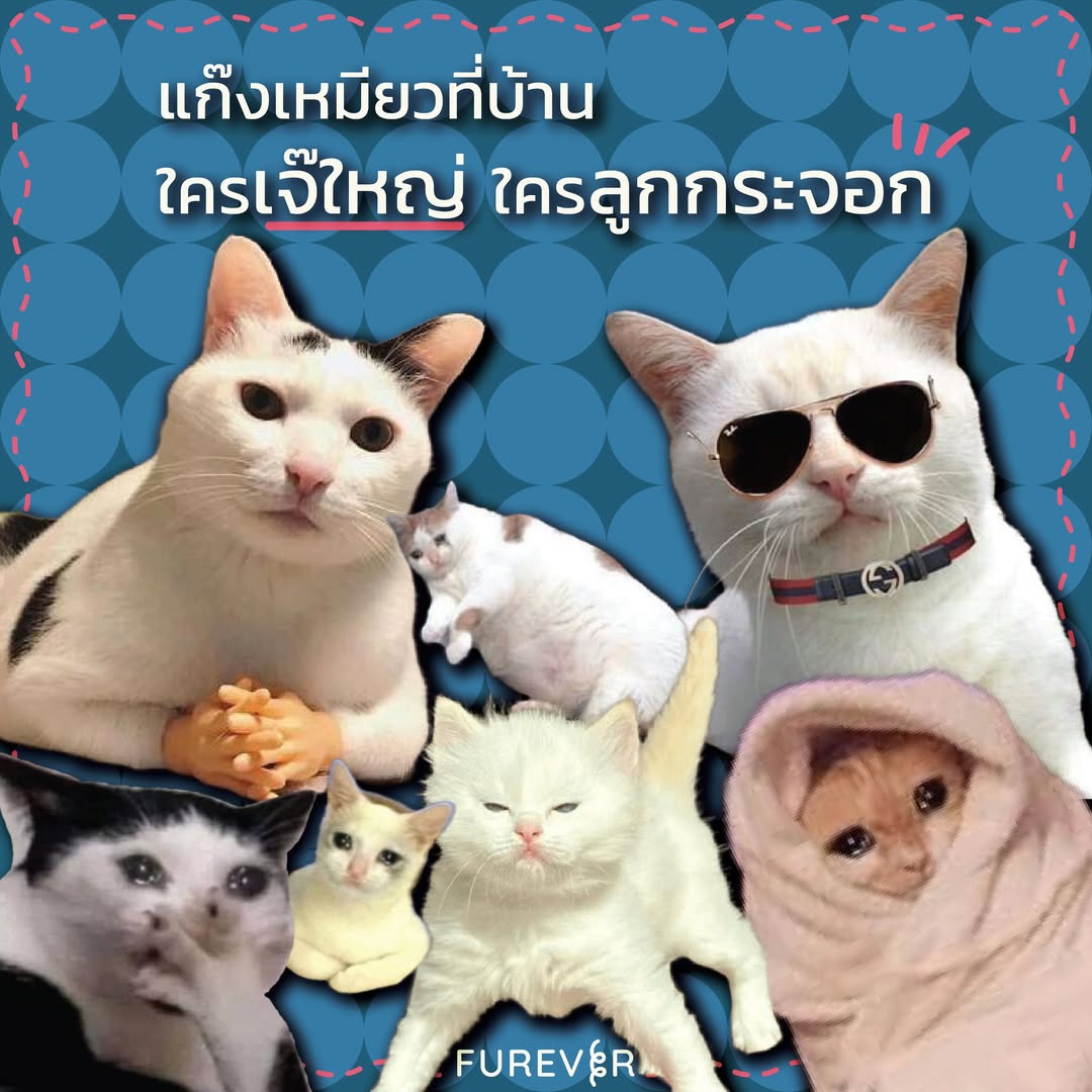 blog-cat-mafia