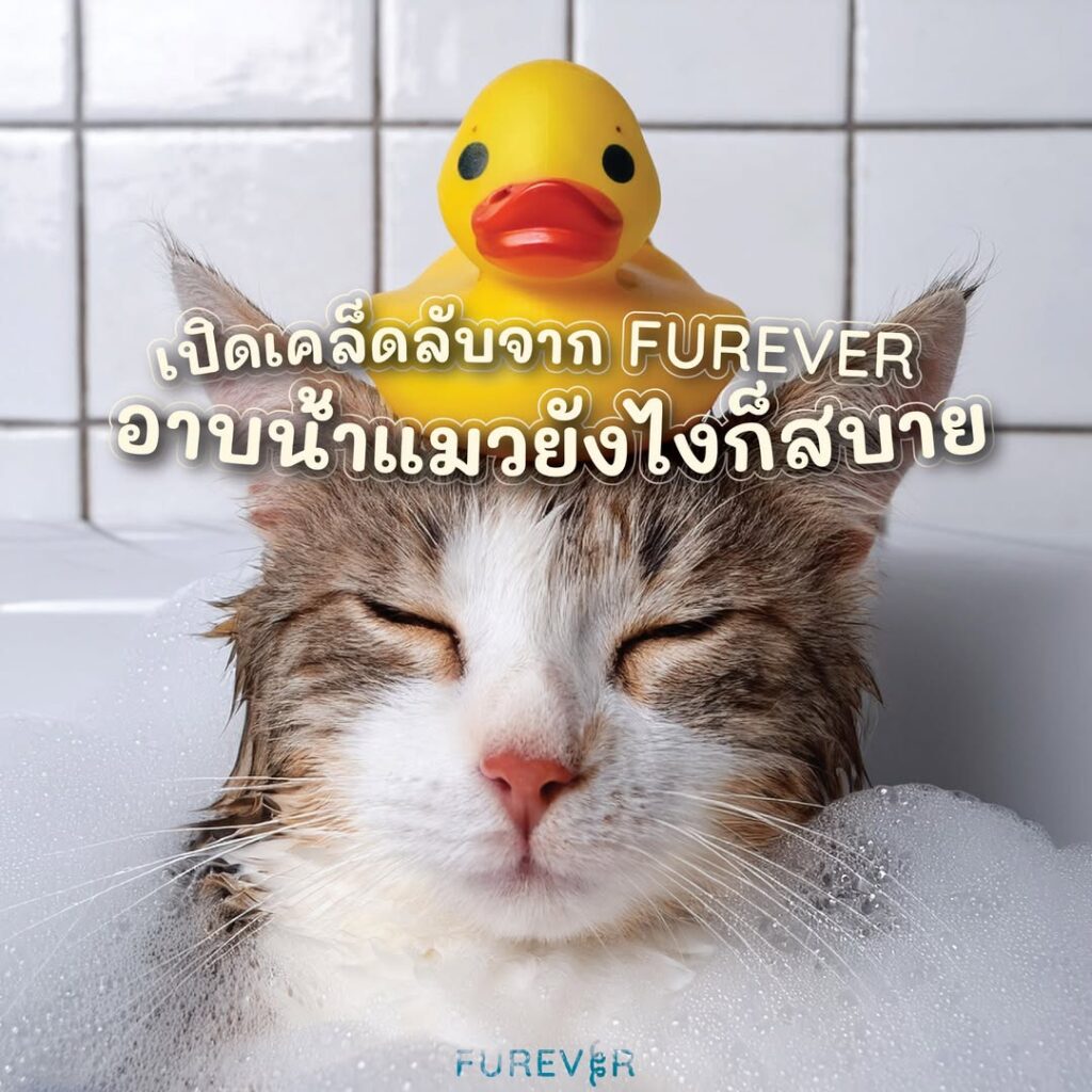 blog-cat-showering