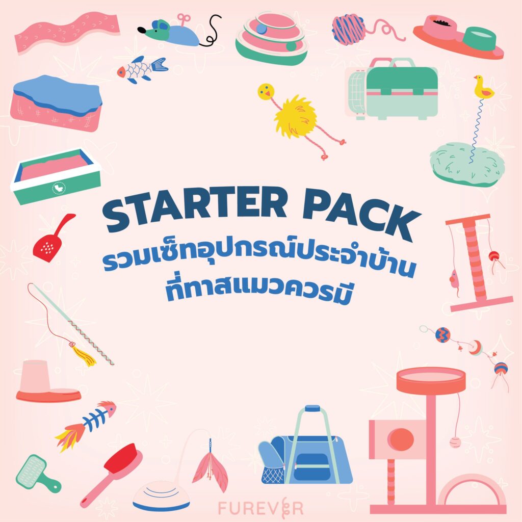 blog-cat-starter-pack