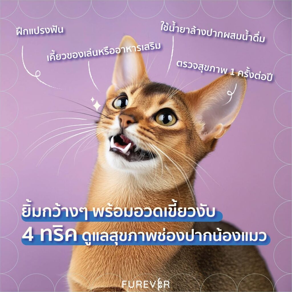 blog-cat-teeth-care