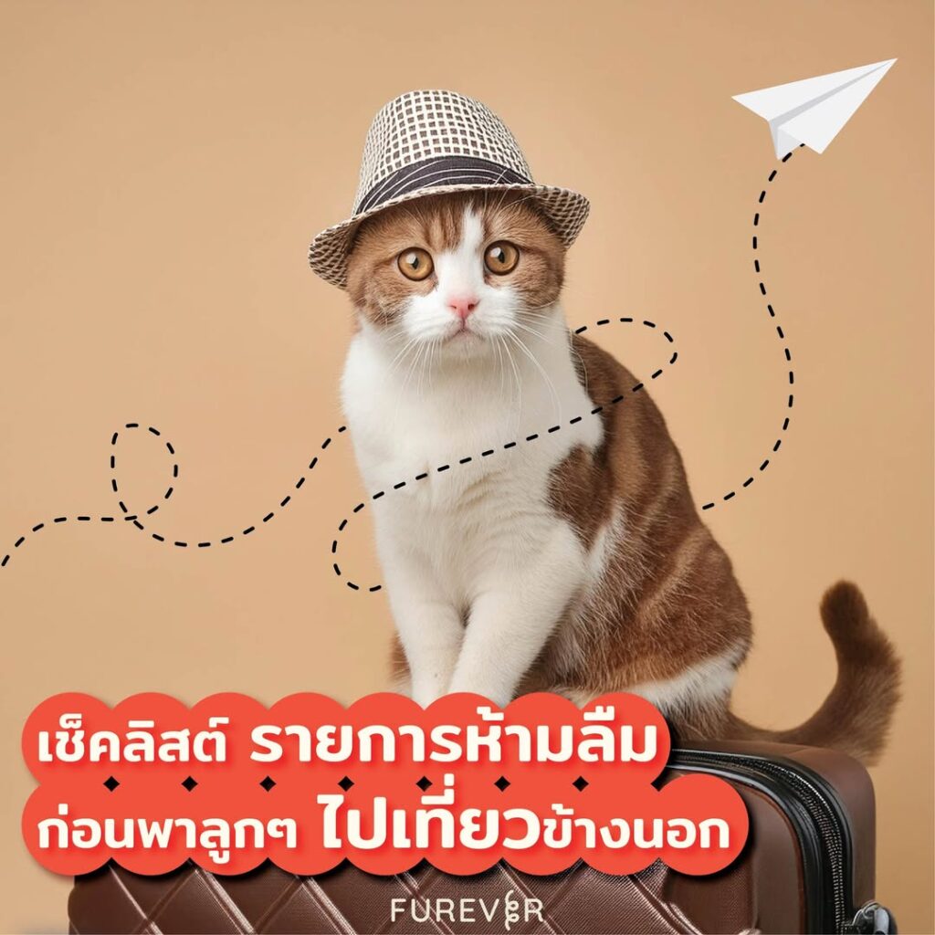 blog-cat-travel-checklist