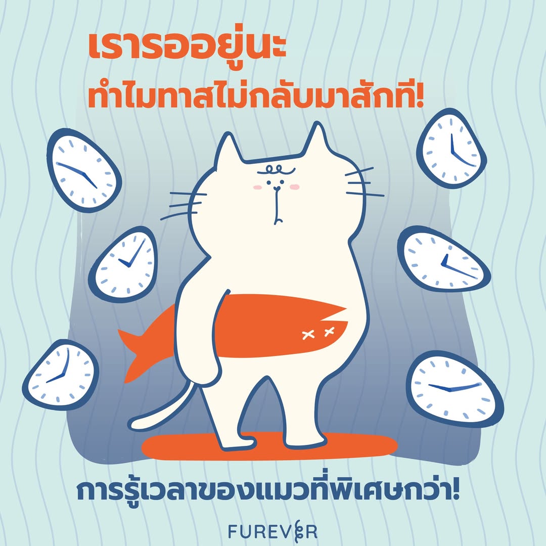blog-cat-waiting-for-us