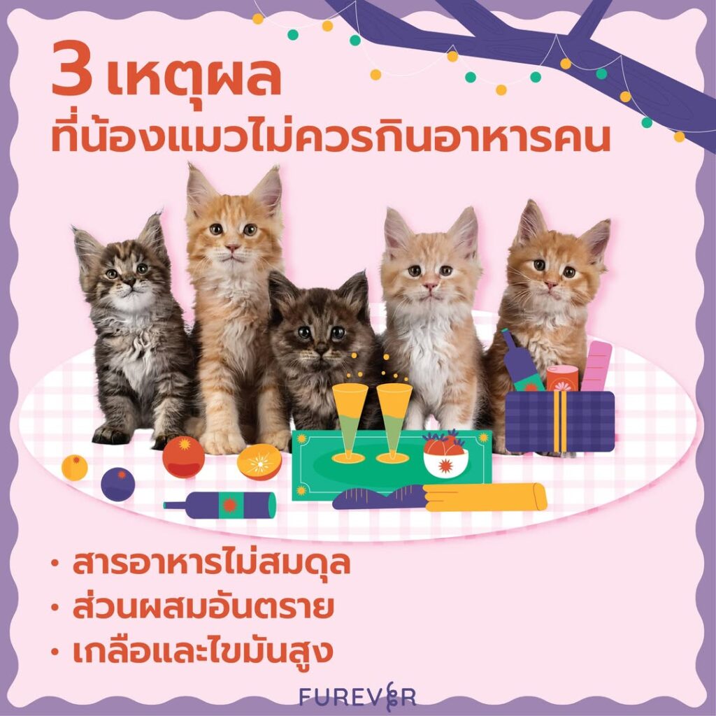 blog-dont-feed-cat-human-food