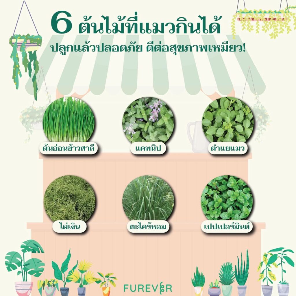 blog-eatable-plant-for-cat