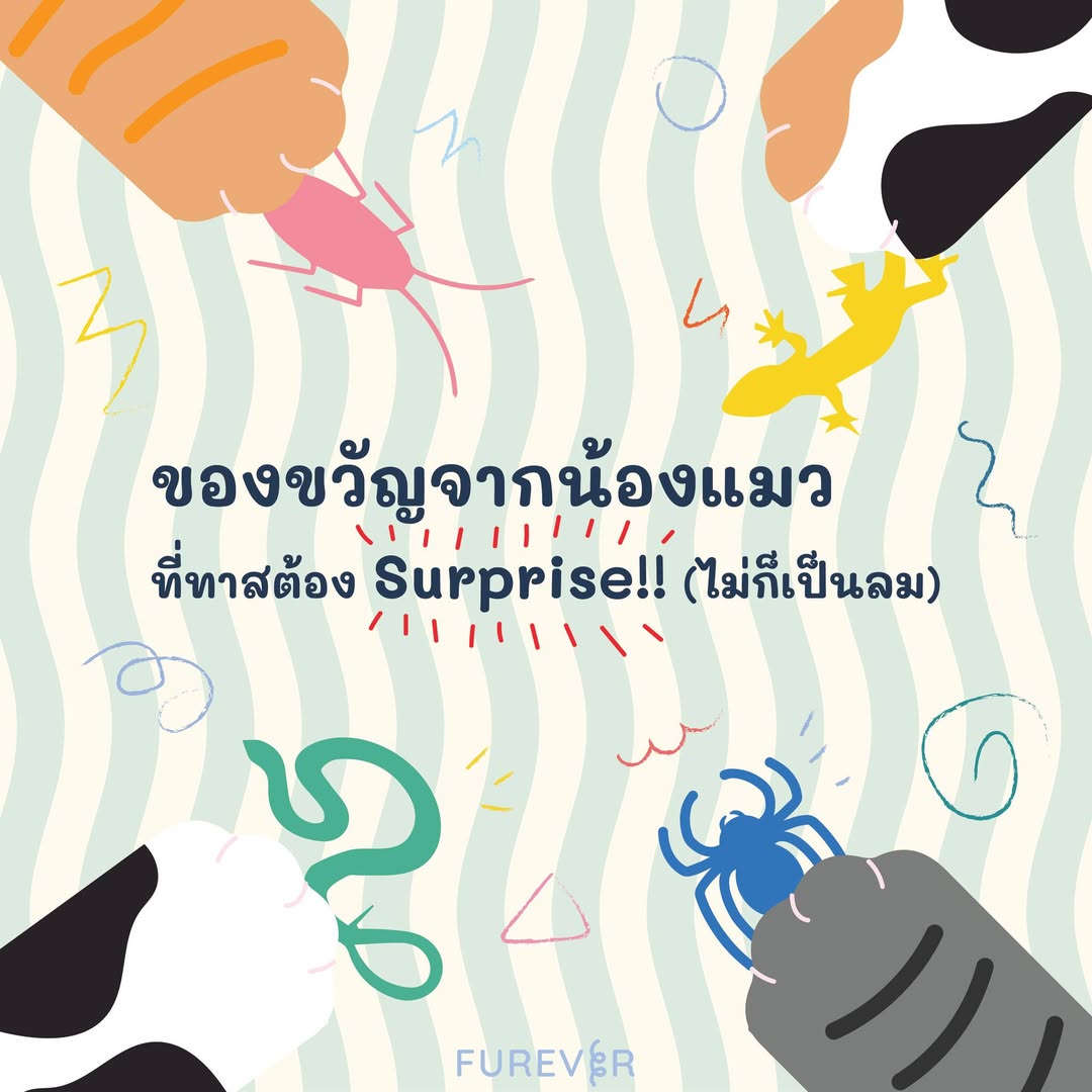 blog-gift-from-cat