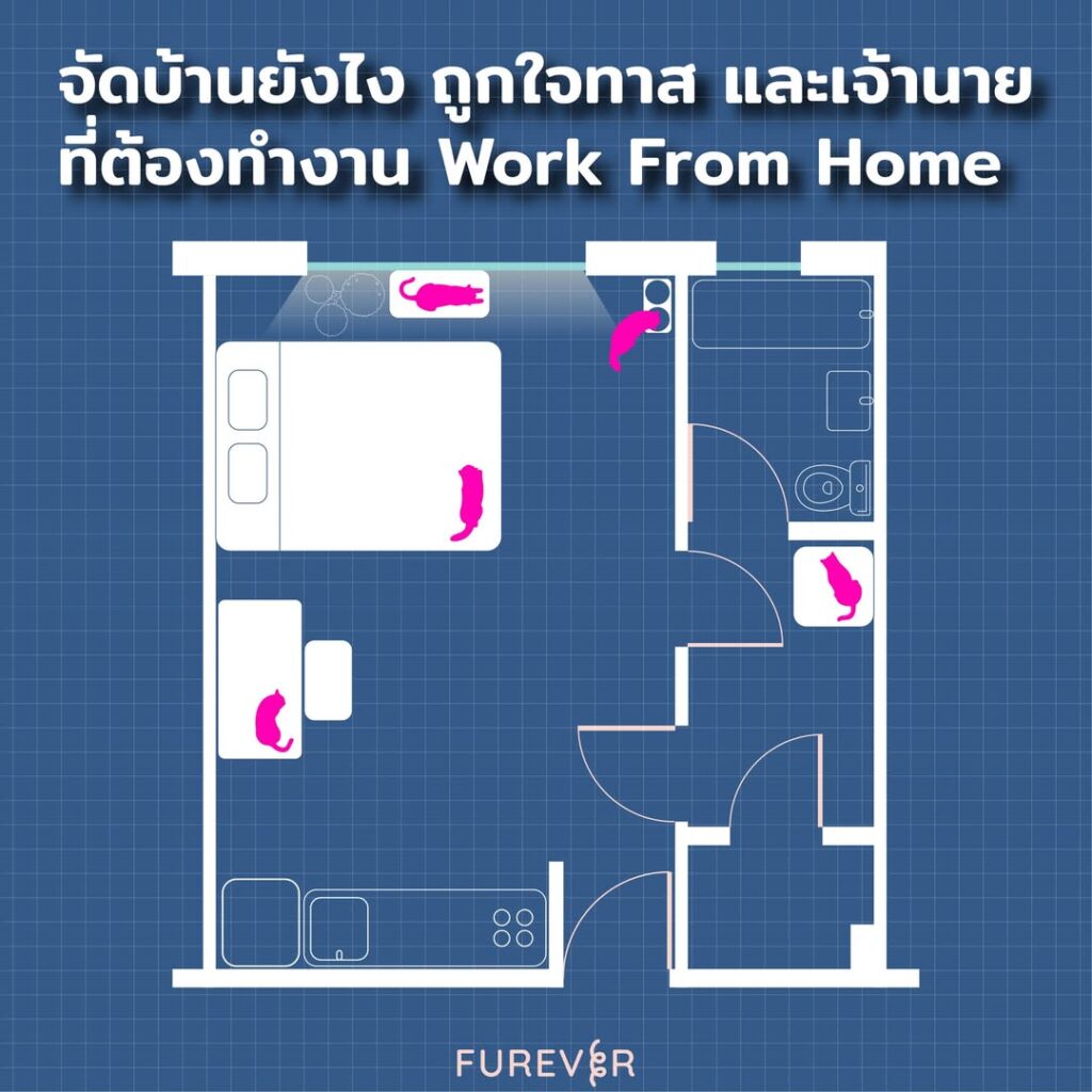 blog-house-layout-cat