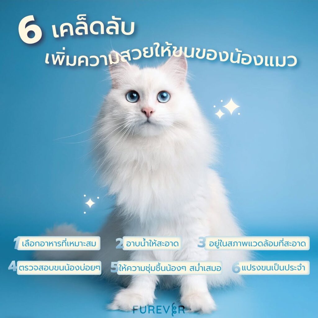 blog-make-cat-beauty