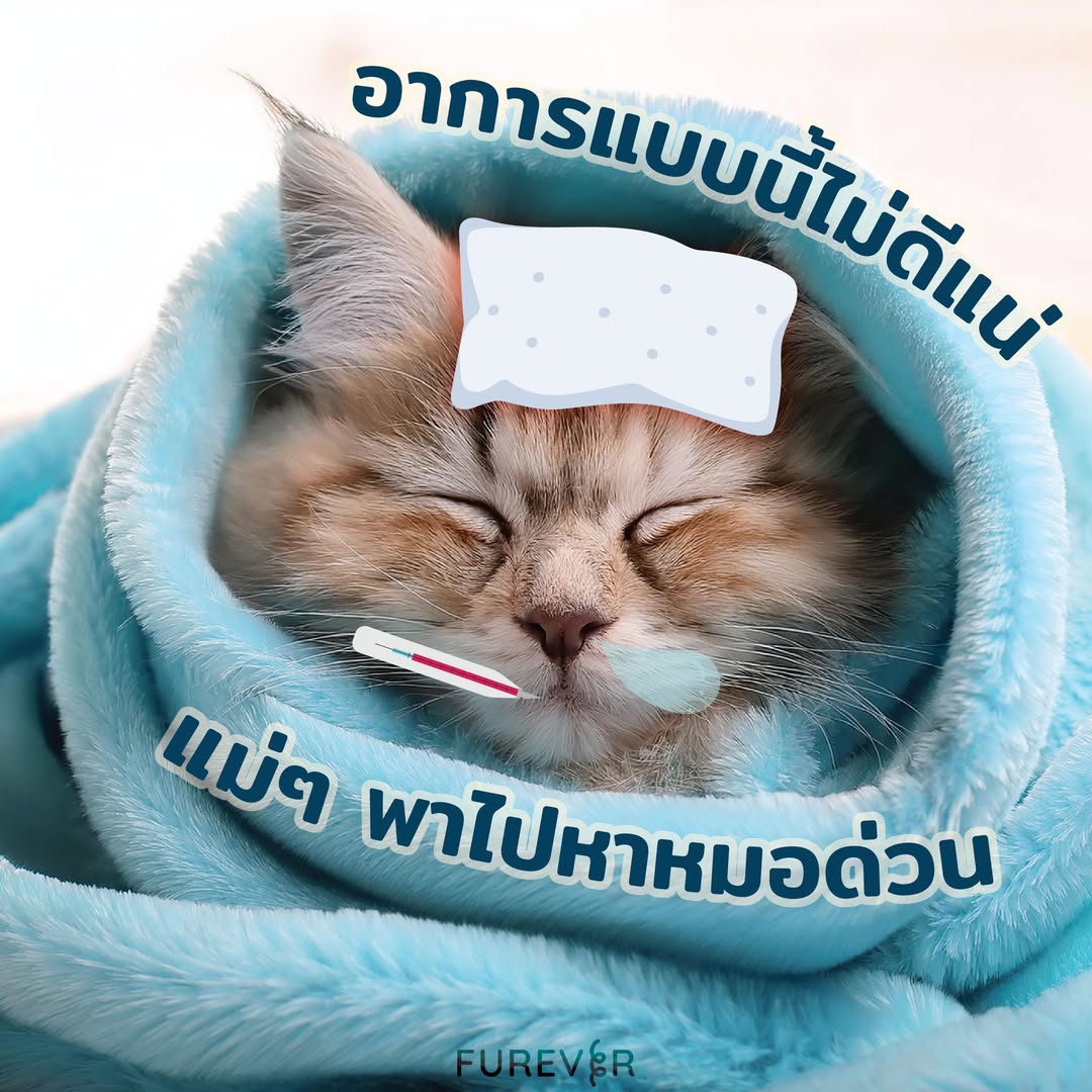 blog-need-doctor-cat