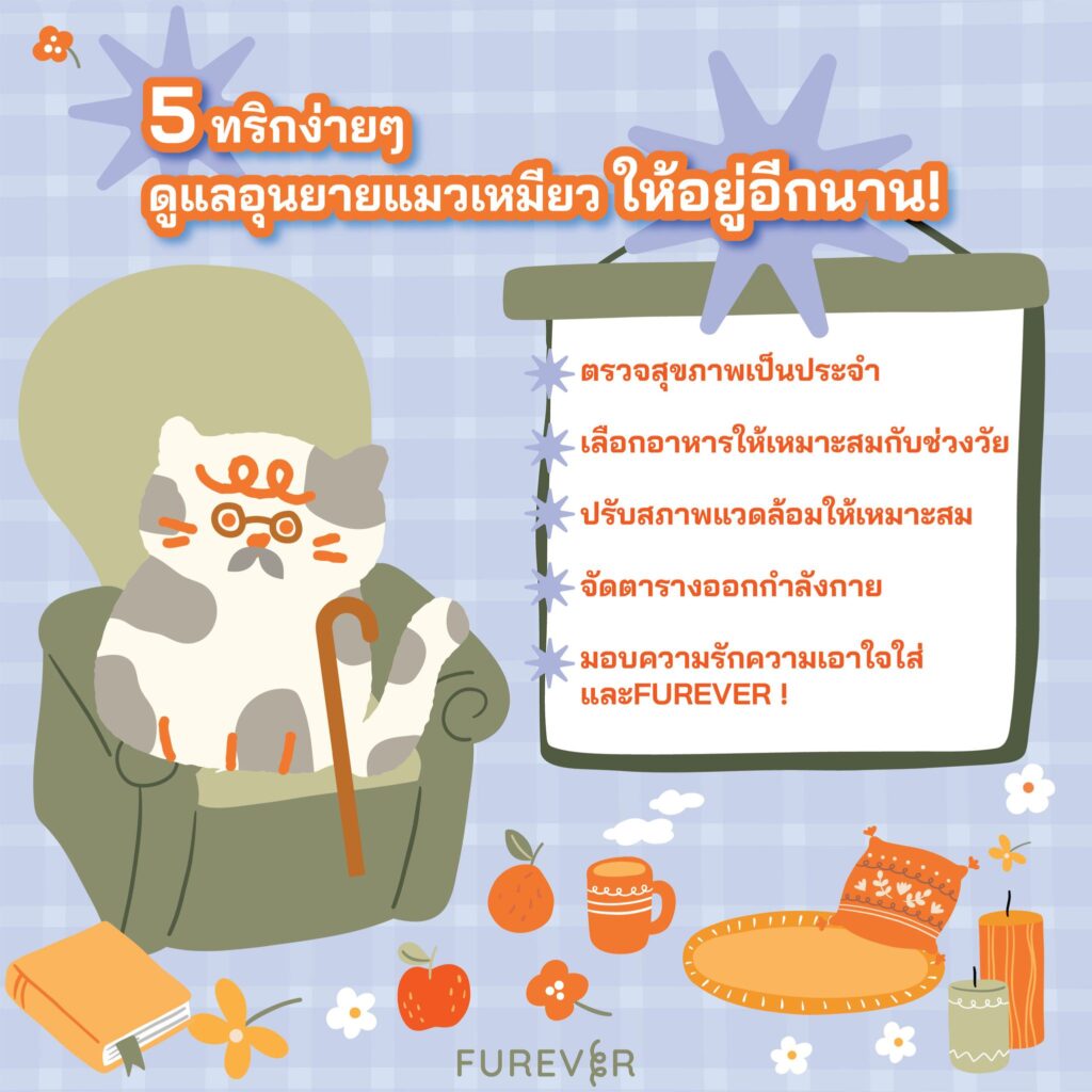 อายุแมว